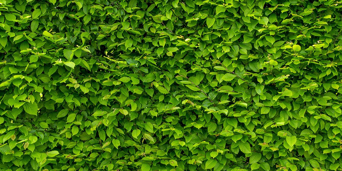 Secrets pour réussir sa haie de charmilles dans un jardin à la française