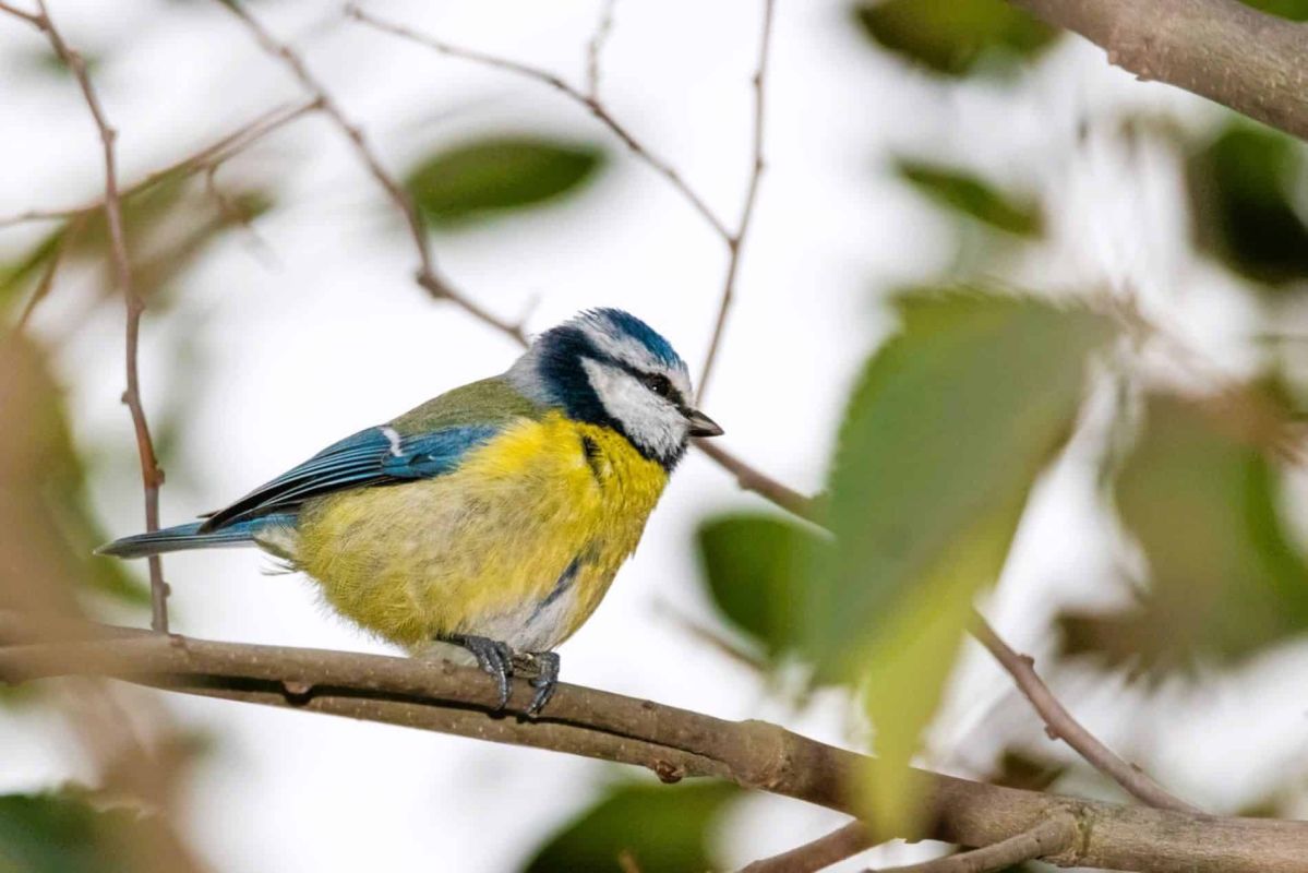 Les critères étonnants qui attirent les mésanges dans les arbres