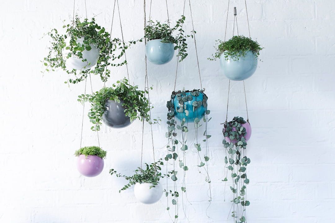 Des plantes d'intérieur à suspendre pour sublimer votre décoration