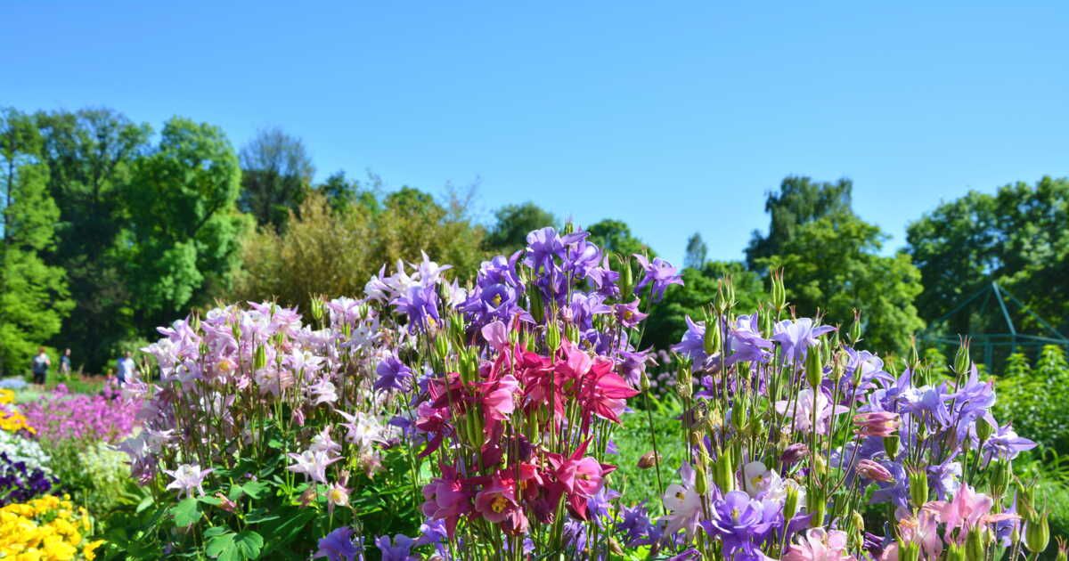 Cinq plantes incontournables pour un jardin éclatant au printemps