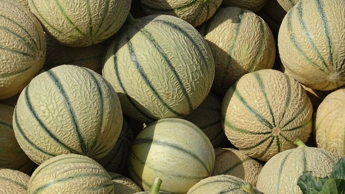 L'impact de la canicule sur les melons français : des récoltes en berne et des prix en hausse