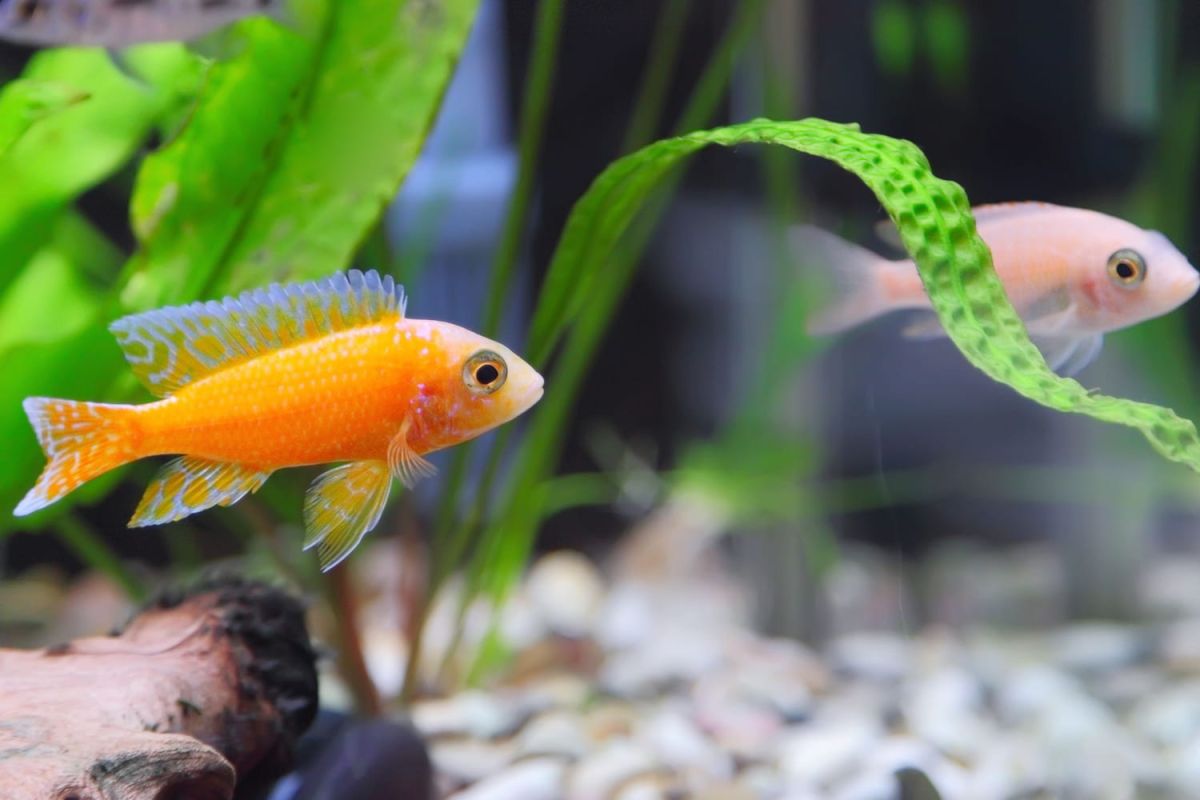 Transformez votre aquarium en un véritable paradis sous-marin