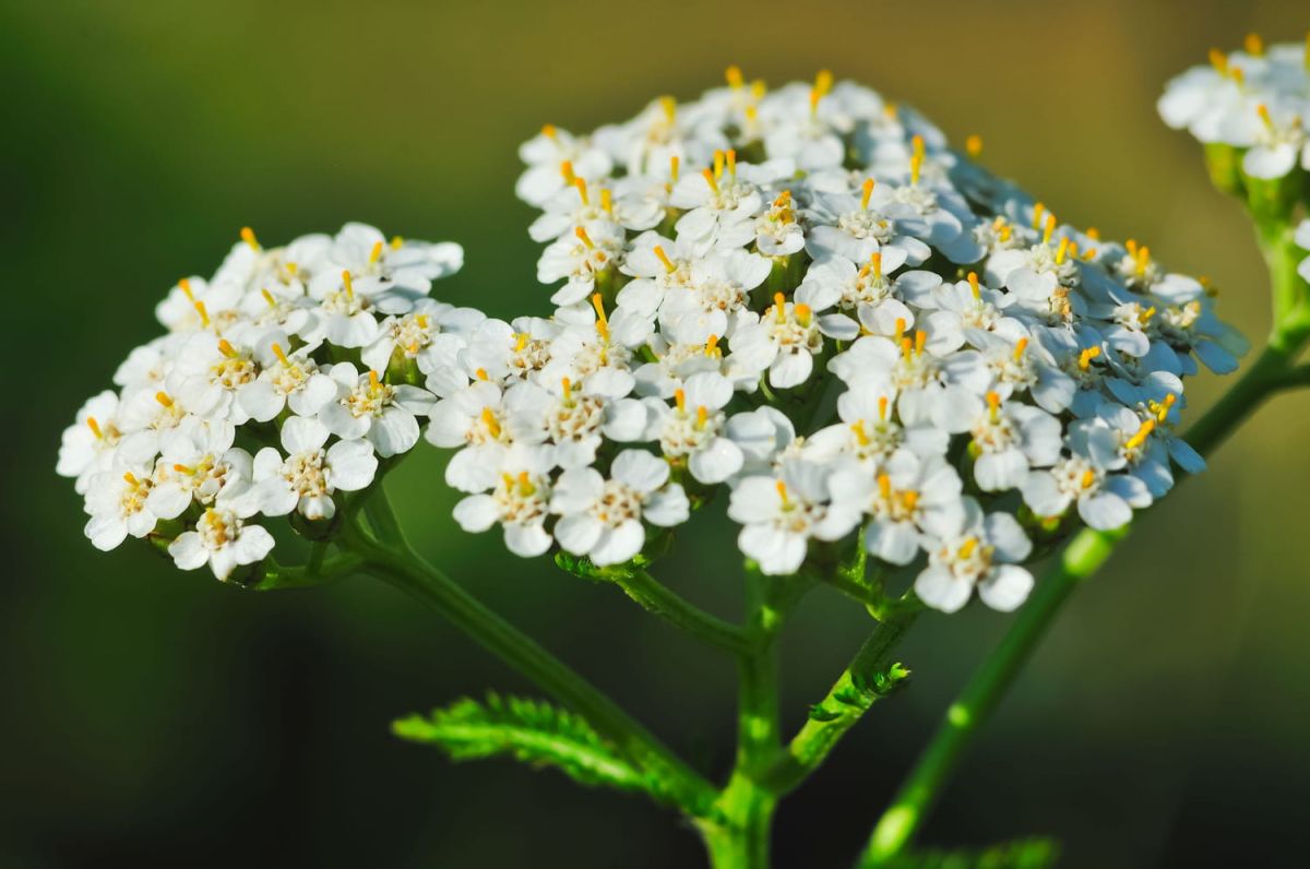 10 plantes aux vertus médicinales à découvrir