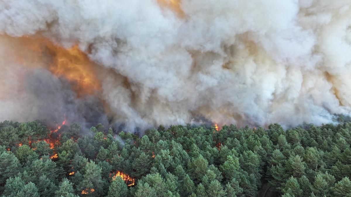 Incendie dévastateur à Fontainebleau : 800 hectares de forêt réduits en cendres