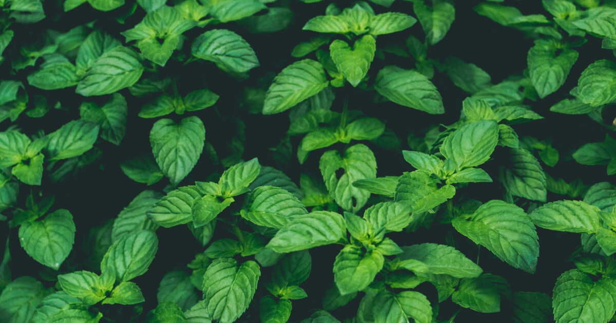 Cultivez du basilic frais toute l'année : astuces pour une conservation réussie