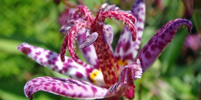 À la découverte du lis des crapauds, une orchidée méconnue