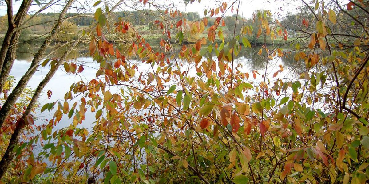 Découvrez l'arboretum du Chêne-Vert à Chabanais