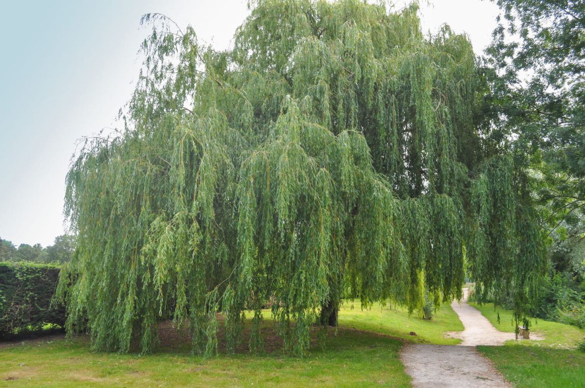 Saule pleureur : où le planter, comment l'entretenir et le tailler ?