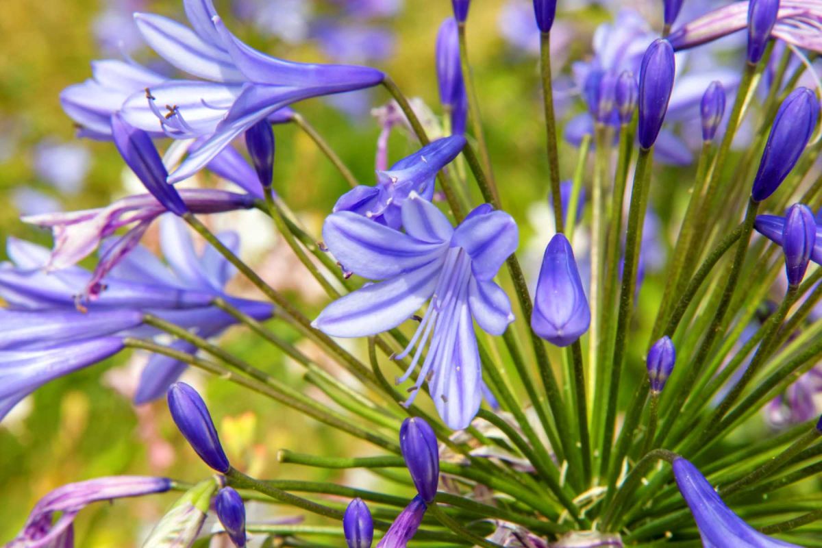 En octobre, la taille des agapanthes pour une floraison éblouissante