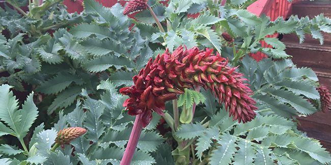 La grande mélianthe, un arbuste aux fleurs envoûtantes