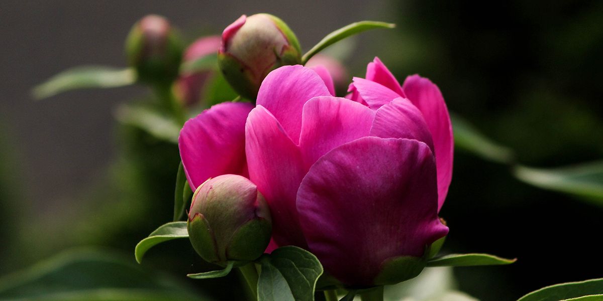 La beauté des pivoines herbacées : conseils pratiques pour votre jardin