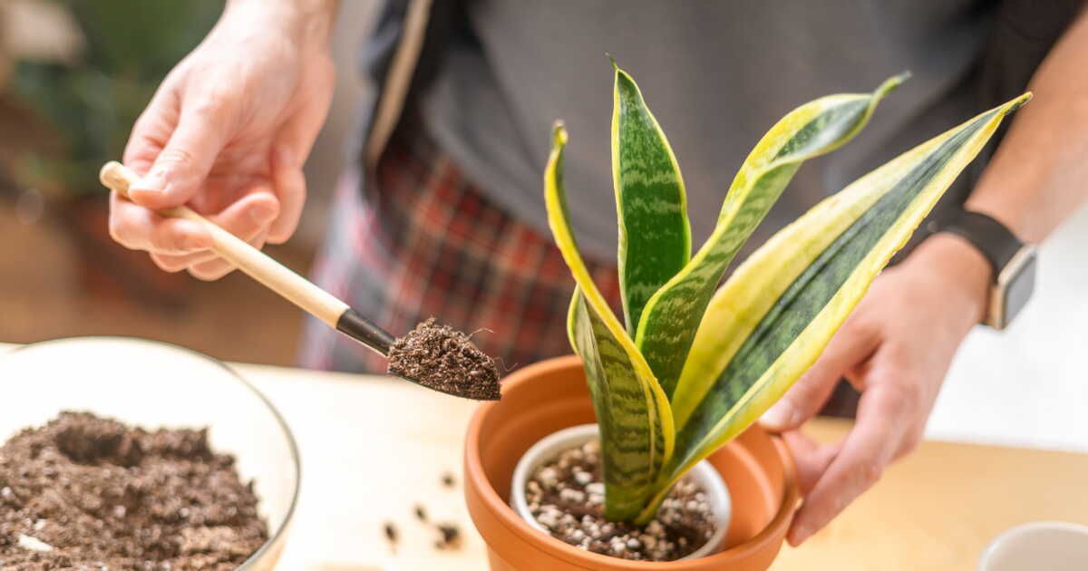 Plantez la langue de belle-mère : les secrets d'une succulente incontournable